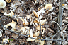 Саратовцы на лугу собирали опята